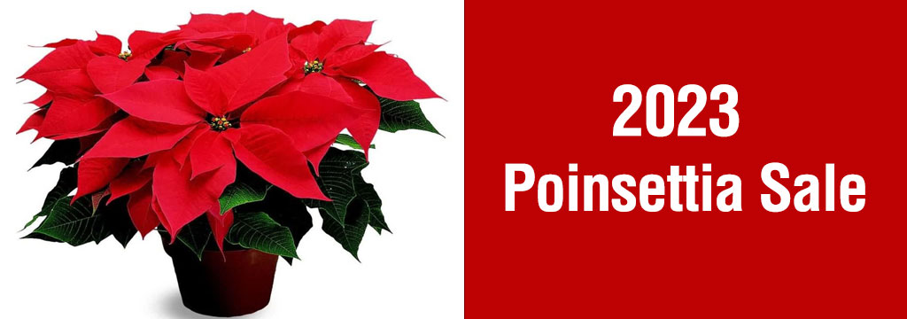 Poinsettia-Sale